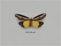 藏品(夜蛾444)的圖片